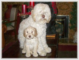 Cream colored labradoodle puppy for sale in california